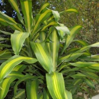 <i>Dracaena fragrans</i>  (L.) Ker Gawl.